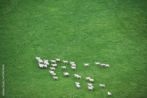 Aerial View of Flock of Sheep Grazing in Open Grass Field