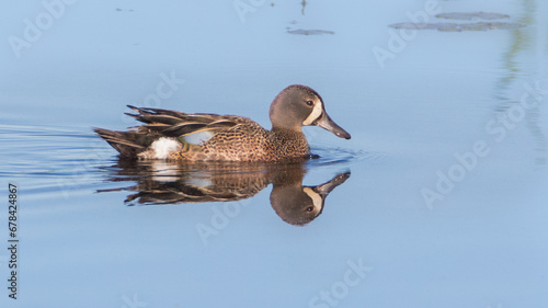 Swimming male Blue-winged Teal duck with its reflection in blue water