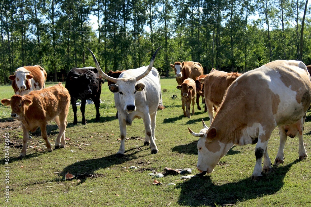 Close-up of a group of cows grazing on a field