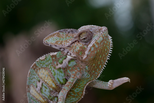 Beautiful of chameleon , chameleon  on branch, chameleon closeup. photo