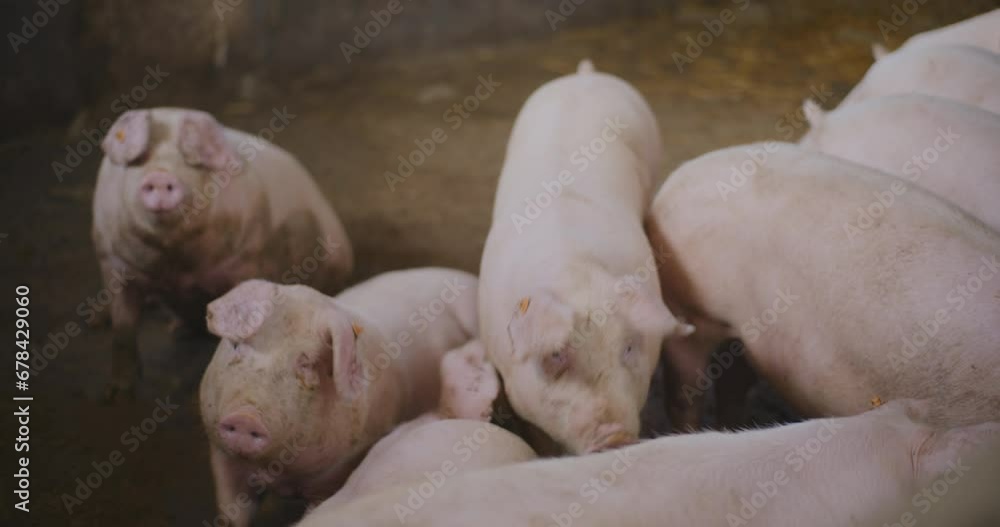 Pigs At Livestock Farm Pork Meat Production Agriculture