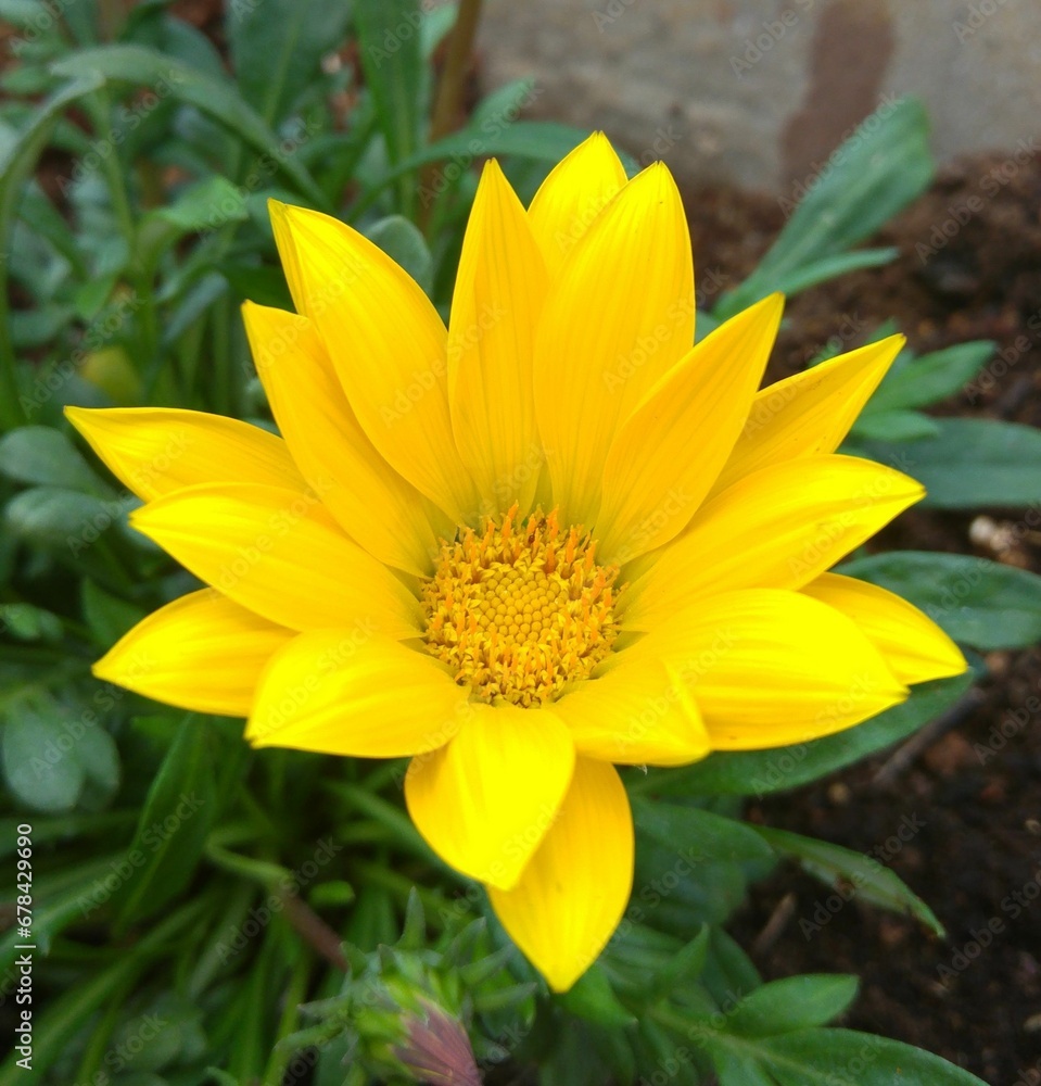 Closeup shot of a yellow Gazania tomentosa growing in the garden Closeup shot of a yellow Gazania tomentosa growing in the garden