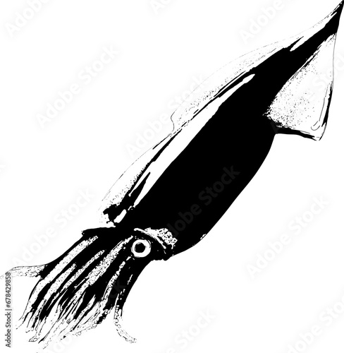 ヤリイカのリアルなシルエットイラスト