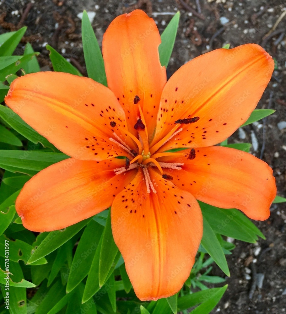 Closeup of an orange lily over the ground Closeup of an orange lily over the ground