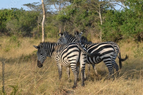 Group of zebras grazing on a field in Lake Mburo National Park
