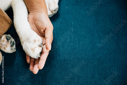 In a touching display of trust and friendship, a dog's paw is securely held by a woman's hand, emphasizing the unwavering connection and profound love shared between dogs and their human owners. photo