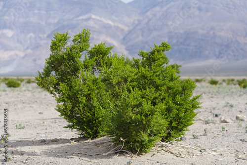 Creosote Bush, Larrea tridentata, plant shown in Death Valley National Park, California.