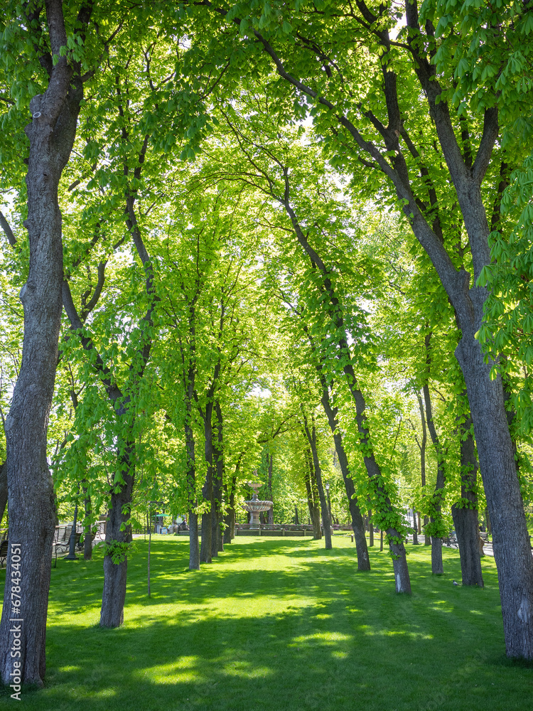sunlight shedding silent green forest in sunny day sunlight shedding silent green forest in sunny day