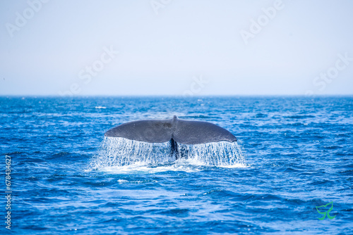 羅臼の海に来るマッコウクジラ photo