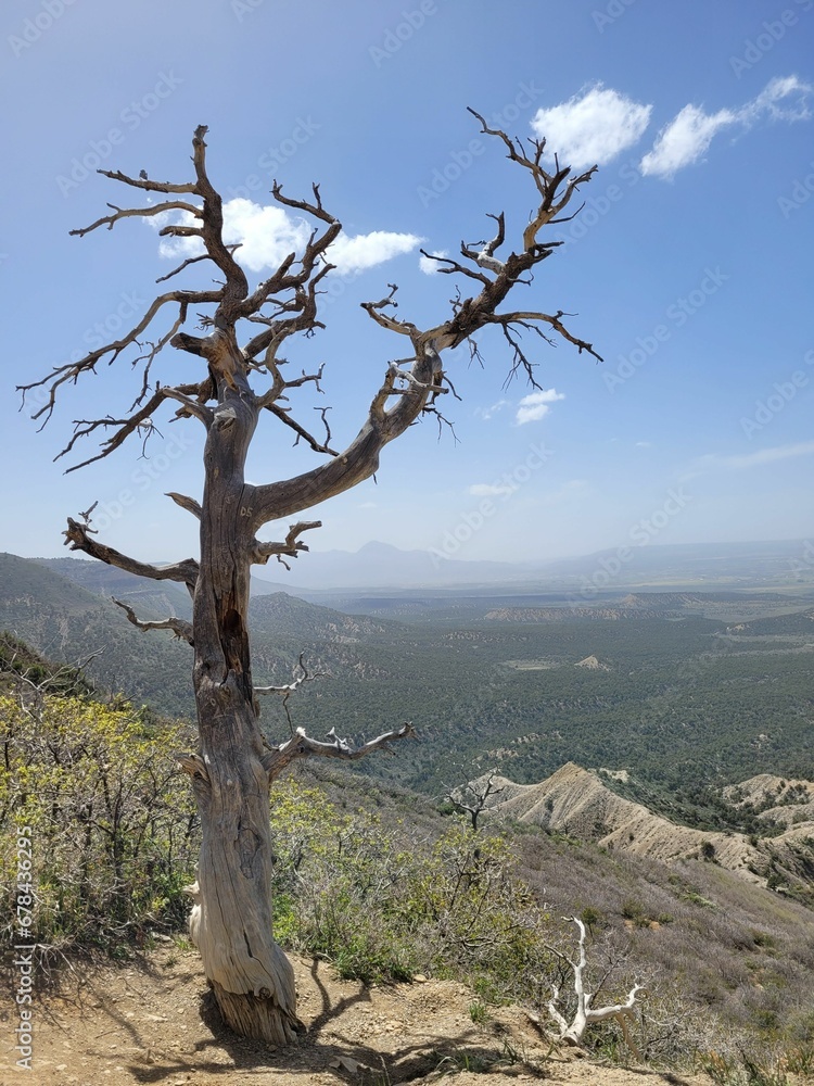 Aerial view of mountain landscape with dense trees Aerial view of mountain landscape with dense trees
