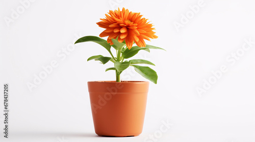 Flower in a pot isolated on white