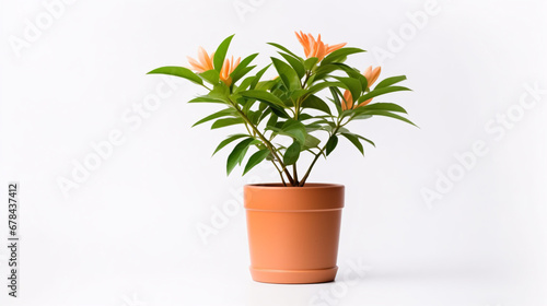 Flower in a pot isolated on white