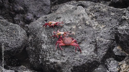 Galapagos red rock crabs