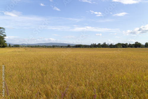 Rice fields in the harvest season are yellow, covering as far as the eye can see.