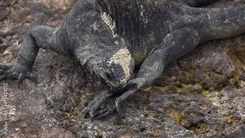 Galapagos iguana on rock
