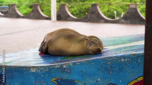 Galapagos sea lion sleeping