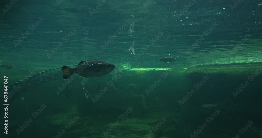 Crocodile and fish underwater - wide shot Crocodile and fish underwater - wide shot