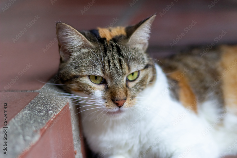 Domestic cat with yellow eyes lying on a red brick floor.