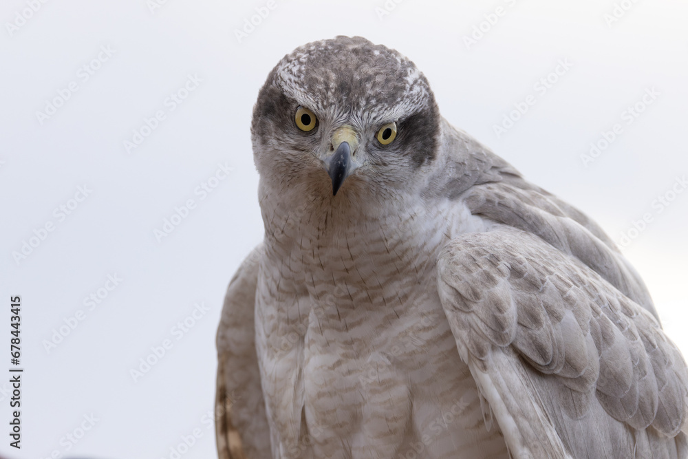 Obraz premium Goshawk