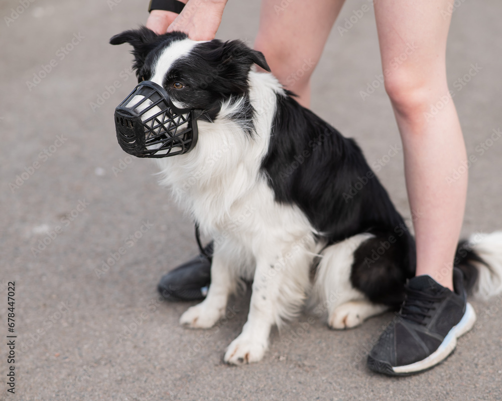 Fototapeta premium Woman walks 2 dogs. Close-up of female legs, border collie and bull terrier in muzzles and on leashes on a walk outdoors. 