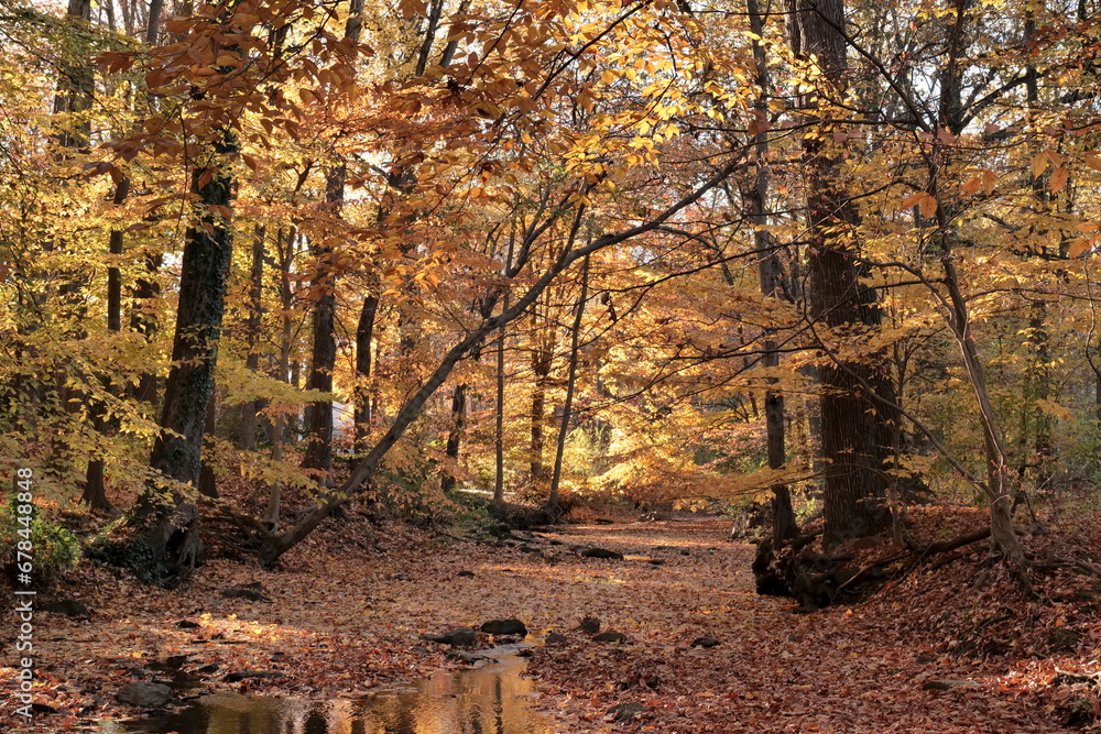 Golden autumn in the November forest. Delaware (USA).