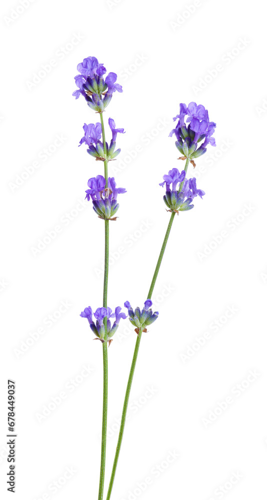 Beautiful blooming lavender flowers isolated on white Beautiful blooming lavender flowers isolated on white