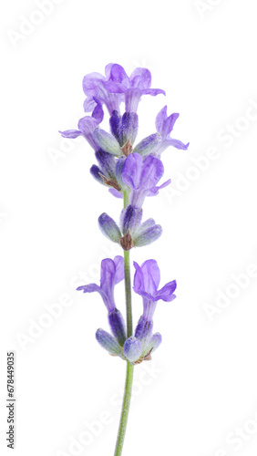 Beautiful blooming lavender flower isolated on white