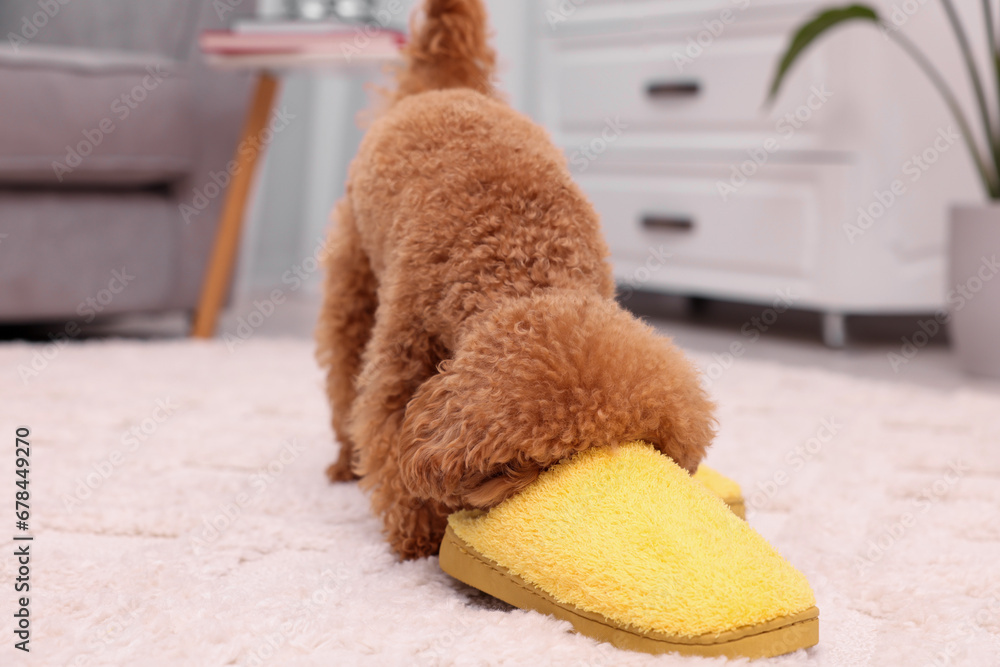 Cute Maltipoo dog near yellow slipper at home. Lovely pet Cute Maltipoo dog near yellow slipper at home. Lovely pet