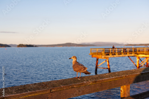 Seagull in Sidney at sunset © Jef