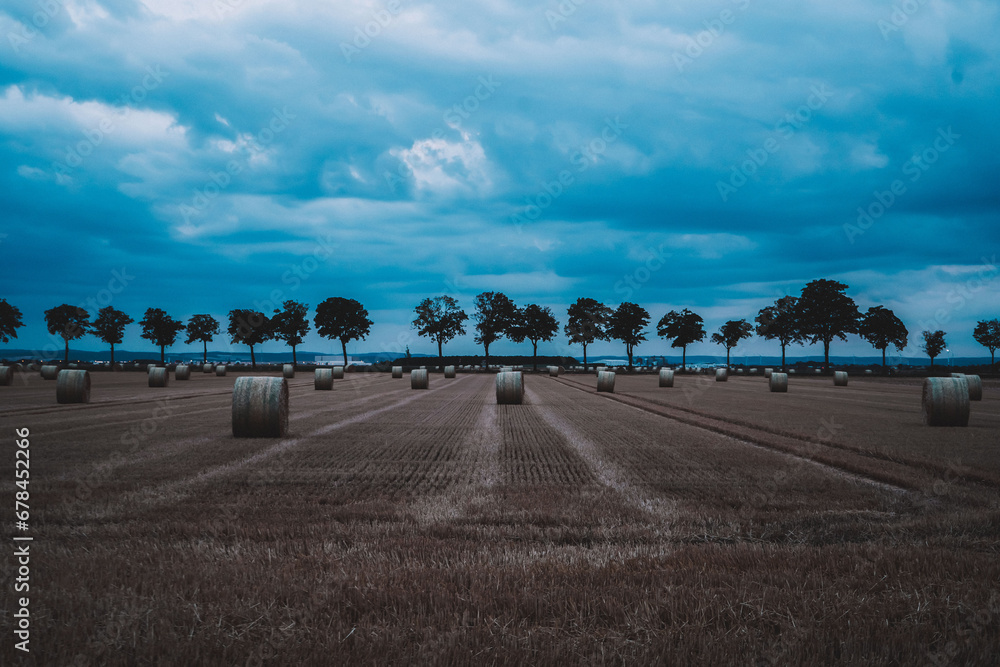 round bales of straw on the field in the evening