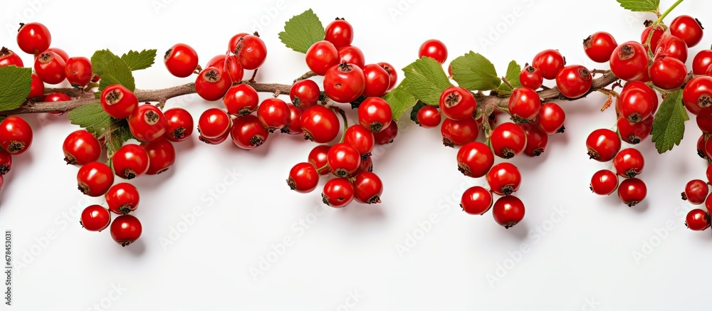Hawthorn berries as a background Hawthorn berries as a background