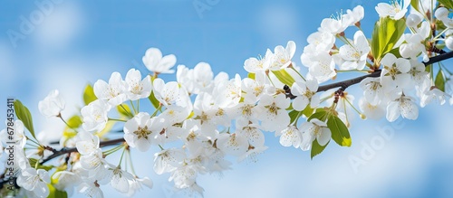 Blossoming cherry tree with white flowers against a blurred blue sky background © Vusal