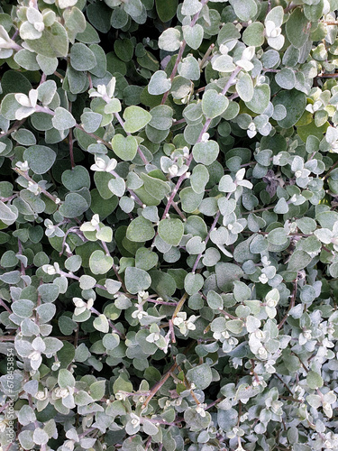 Dichondra Silver Falls plant full frame natural background photo