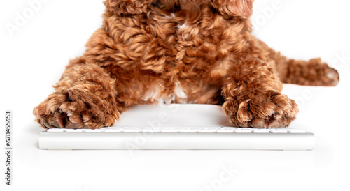 Photography Dog using computer keyboard