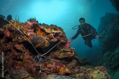 A scuba diver dives into a coral reef in the Philippine Sea on May 1, 2022. Philippines.