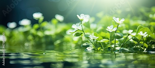 The blooming watercress flower is illuminated by sunlight