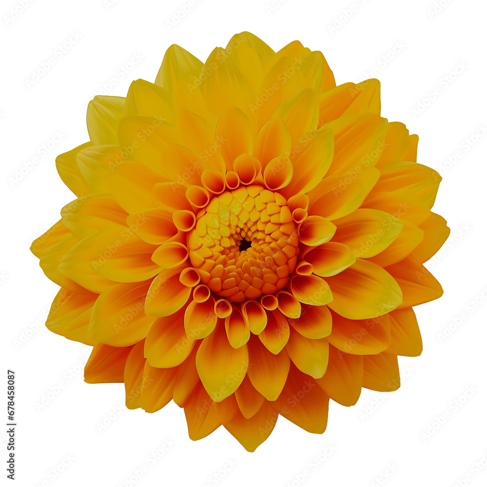 Beautiful dahlia flower Beautiful dahlia flower