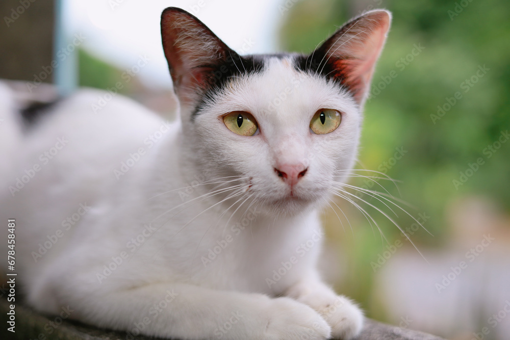 White cat with yellow eyes, Thai breed, looking up