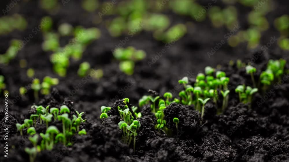 Fresh Green Plants Growth In Time Lapse, Sprouts Germination From Seeds In Soil, Beautiful Agriculture At Springtime Fresh Green Plants Growth In Time Lapse, Sprouts Germination From Seeds In Soil, Beautiful Agriculture At Springtime