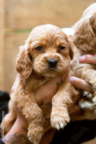 cocker spaniel puppy tender baby beautiful brown color