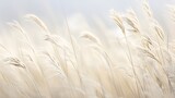 tall grass field blue sky background light fur phragmites flowing silk sheets blurred lost edges white feathers sandy yellow pillows clicks eyelids golden robes airy