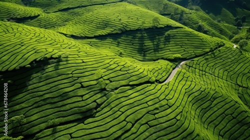 Aerial drone view of beautiful shapes of tea plantation