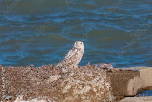 The Snowy owl (Bubo scandiacus), also known as the polar owl, the white owl and the Arctic owl on the shore Lake Michigan in winter during migration from the north.