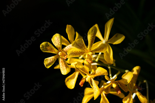 Yellow orchids on a black background in a botanical garden