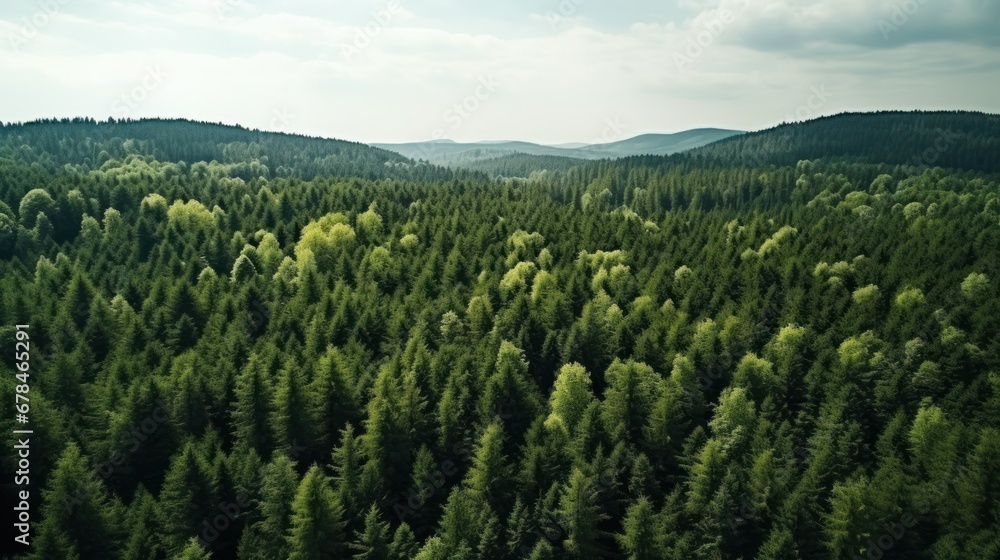 Drone view of a perfectly green forest, aerial view of the forest