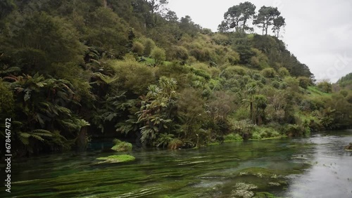 The Waihou River at Blue Spring in the Waikato region of New Zealand. Crystal clear water, and lush green water weed.