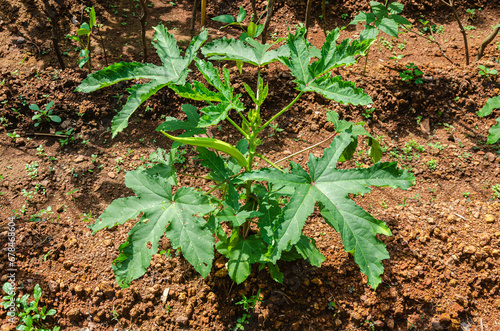 Okra plant with buds and okra