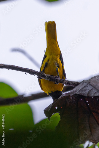 Black-hooded oriole photo