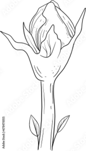 Wallpaper Mural flower hand drawn Torontodigital.ca