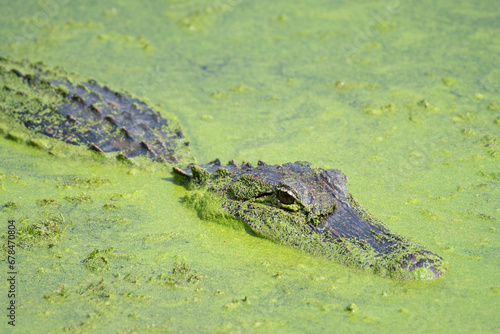 A common alligator in the wetlands of Brazos Bend State Park.